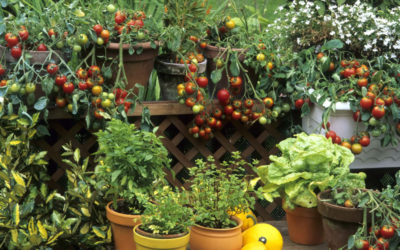 Vegetable Gardening In Containers 4/6/22 @12:00 PM