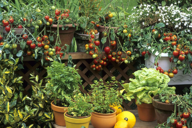 Vegetable Gardening In Containers 4/6/22 @12:00 PM