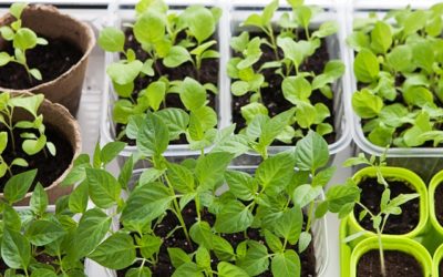Intro to Starting Vegetable Seeds Indoors 3/21/22 @ 12:00 PM