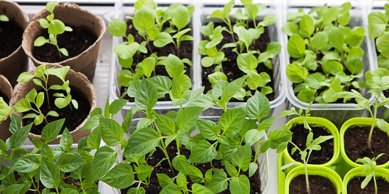 Intro to Starting Vegetable Seeds Indoors 3/21/22 @ 12:00 PM